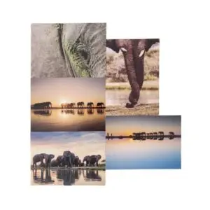 Postcard Set of 5 Jabulani Elephant Prints