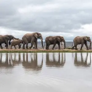 HERD Donation 10 € to Cover Daily Running Costs