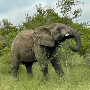 Support Elephant Zindoga