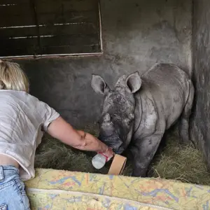 Help Raise Rhino Orphans