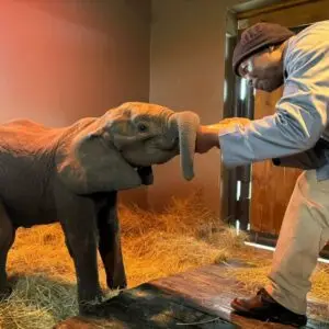 Help Raise Elephant Orphans